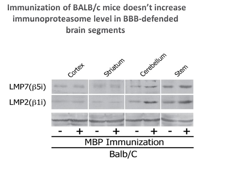 Immunization of BALB/c mice doesn’t increase immunoproteasome level in BBB-defended brain segments